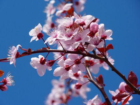 800px-cherry_blossom.jpg