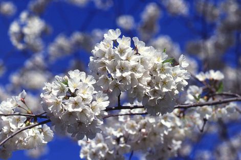 800px-cherry_tree_blossoms.jpg